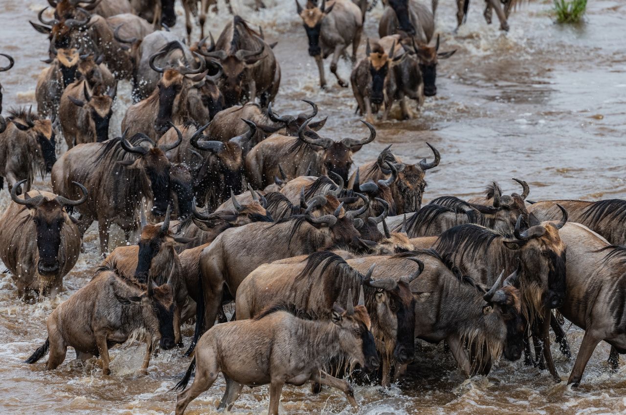 Serengeti Migration Calendar